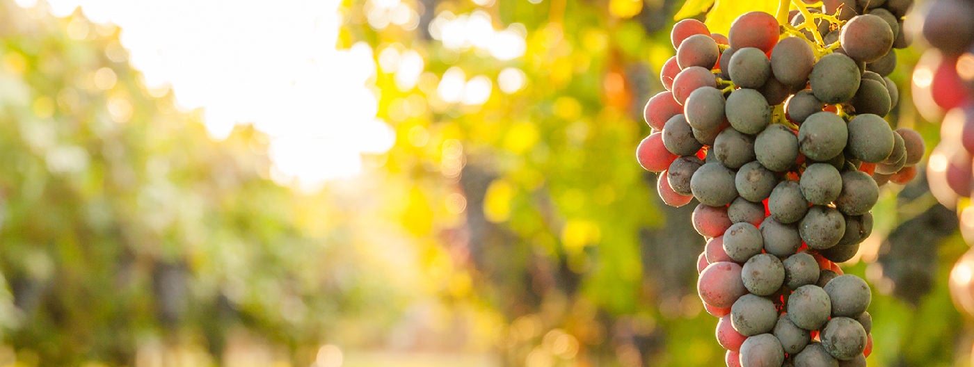 How Welch’s Squeezed More Value From IT With Rimini Street