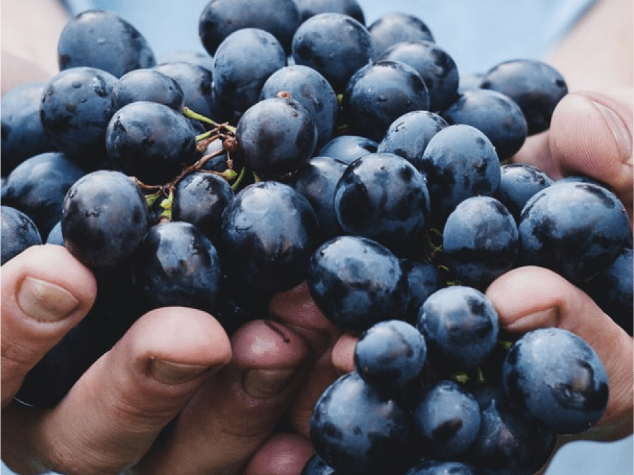 Welch’s Invests in Business Growth with Third-Party Support for Oracle E-Business Suite